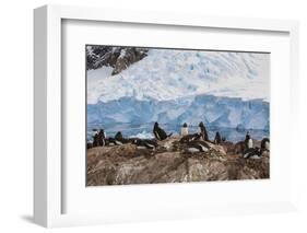 Lemaire Channel, Antarctica. Gentoo Penguin Colony-Janet Muir-Framed Photographic Print