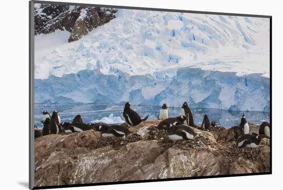 Lemaire Channel, Antarctica. Gentoo Penguin Colony-Janet Muir-Mounted Photographic Print