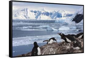 Lemaire Channel, Antarctica. Gentoo Penguin Colony-Janet Muir-Framed Stretched Canvas