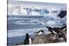Lemaire Channel, Antarctica. Gentoo Penguin Colony-Janet Muir-Stretched Canvas