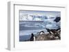 Lemaire Channel, Antarctica. Gentoo Penguin Colony-Janet Muir-Framed Photographic Print