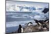 Lemaire Channel, Antarctica. Gentoo Penguin Colony-Janet Muir-Mounted Photographic Print