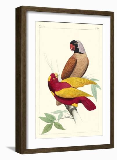 Lemaire Parrots II-C.L. Lemaire-Framed Art Print