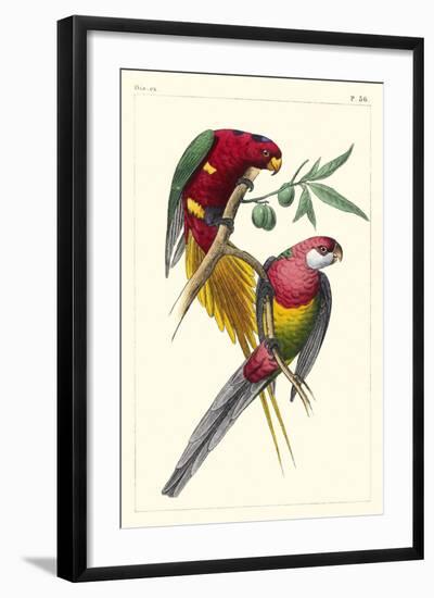 Lemaire Parrots III-C.L. Lemaire-Framed Art Print