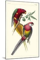 Lemaire Parrots III-C.L. Lemaire-Mounted Art Print