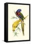 Lemaire Parrots IV-C.L. Lemaire-Framed Stretched Canvas
