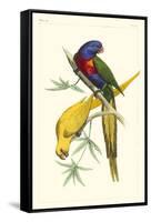 Lemaire Parrots IV-C.L. Lemaire-Framed Stretched Canvas