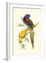 Lemaire Parrots IV-C.L. Lemaire-Framed Art Print