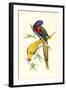 Lemaire Parrots IV-C.L. Lemaire-Framed Art Print