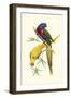 Lemaire Parrots IV-C.L. Lemaire-Framed Art Print