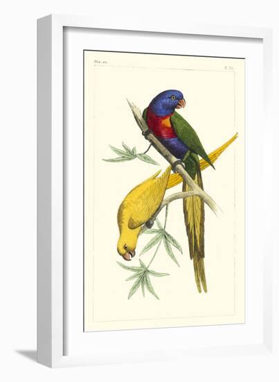 Lemaire Parrots IV-C.L. Lemaire-Framed Art Print