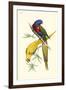 Lemaire Parrots IV-C.L. Lemaire-Framed Art Print