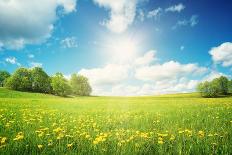 Field with Yellow Dandelions and Blue Sky-LeManna-Photographic Print