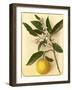 Lemon, 1870s-Pietro Guidi-Framed Giclee Print