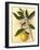 Lemon, 1870s-Pietro Guidi-Framed Giclee Print