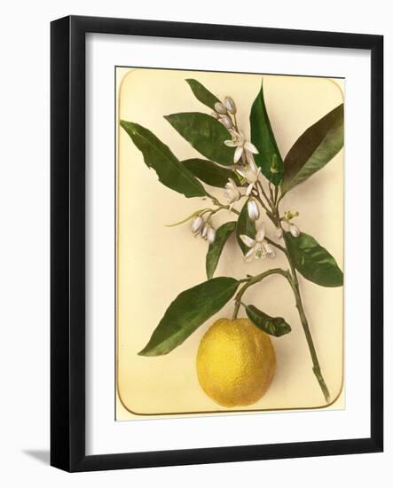 Lemon, 1870s-Pietro Guidi-Framed Giclee Print