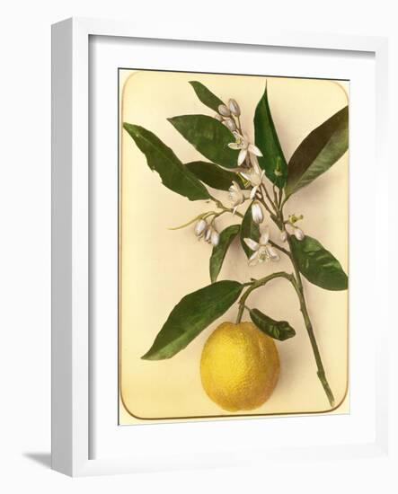 Lemon, 1870s-Pietro Guidi-Framed Giclee Print