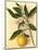 Lemon, 1870s-Pietro Guidi-Mounted Giclee Print