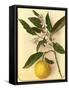 Lemon, 1870s-Pietro Guidi-Framed Stretched Canvas
