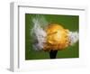 Lemon Aid-Alan Sailer-Framed Photographic Print