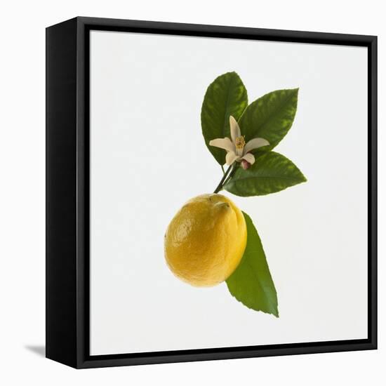 Lemon and Blossom-DLILLC-Framed Stretched Canvas