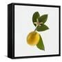 Lemon and Blossom-DLILLC-Framed Stretched Canvas