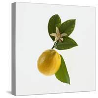 Lemon and Blossom-DLILLC-Stretched Canvas