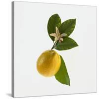 Lemon and Blossom-DLILLC-Stretched Canvas