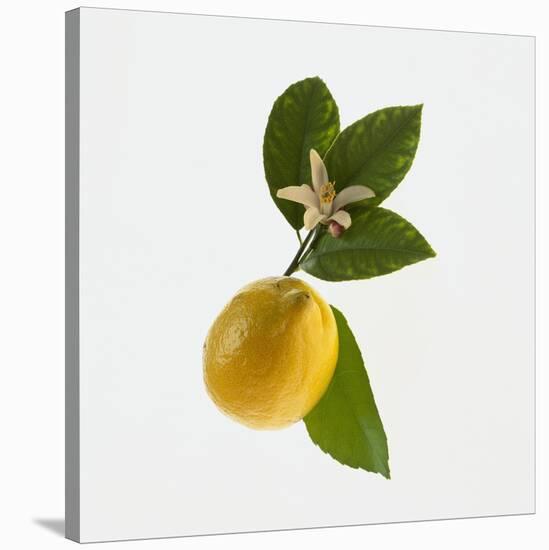 Lemon and Blossom-DLILLC-Stretched Canvas