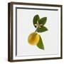 Lemon and Blossom-DLILLC-Framed Premium Photographic Print