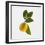 Lemon and Blossom-DLILLC-Framed Premium Photographic Print