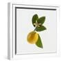 Lemon and Blossom-DLILLC-Framed Premium Photographic Print