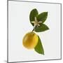 Lemon and Blossom-DLILLC-Mounted Premium Photographic Print