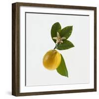 Lemon and Blossom-DLILLC-Framed Photographic Print