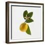 Lemon and Blossom-DLILLC-Framed Photographic Print