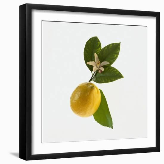 Lemon and Blossom-DLILLC-Framed Photographic Print