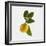 Lemon and Blossom-DLILLC-Framed Photographic Print