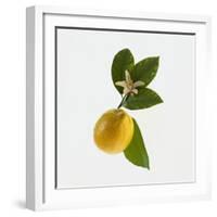 Lemon and Blossom-DLILLC-Framed Photographic Print