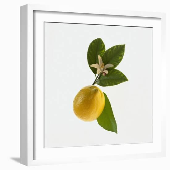 Lemon and Blossom-DLILLC-Framed Photographic Print