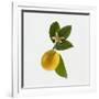 Lemon and Blossom-DLILLC-Framed Photographic Print