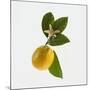 Lemon and Blossom-DLILLC-Mounted Photographic Print