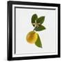 Lemon and Blossom-DLILLC-Framed Photographic Print