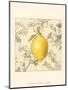 Lemon and Botanicals-Megan Meagher-Mounted Art Print