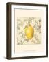 Lemon and Botanicals-Megan Meagher-Framed Art Print