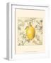 Lemon and Botanicals-Megan Meagher-Framed Art Print