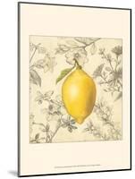 Lemon and Botanicals-Megan Meagher-Mounted Art Print