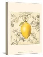 Lemon and Botanicals-Megan Meagher-Stretched Canvas