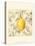 Lemon and Botanicals-Megan Meagher-Stretched Canvas