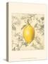 Lemon and Botanicals-Megan Meagher-Stretched Canvas