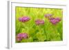 Lemon Bacopa, Sedum Spectabile-Herbert Kehrer-Framed Photographic Print